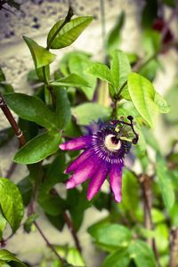 Close-up of bee on purple flower
