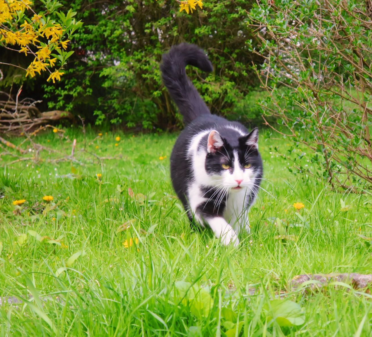 PORTRAIT OF CAT ON GRASS