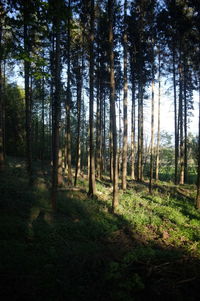 Trees growing in forest