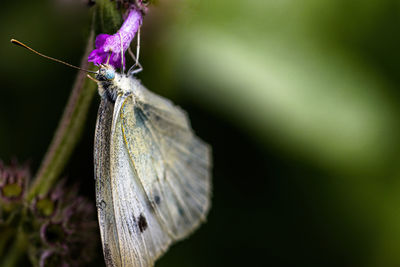 Close-up of butterfly on purple flower