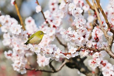 Close-up of bird and plum blossoms in spring