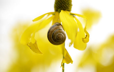 Close-up of insect on yellow flower