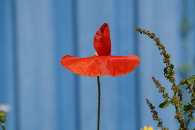 Close-up of red poppy flower