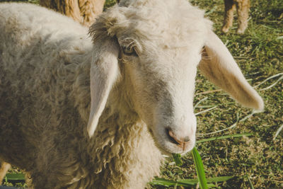 Close-up portrait of a sheep