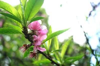 Close-up of pink cherry blossoms