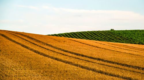 Scenic view of agricultural field against sky