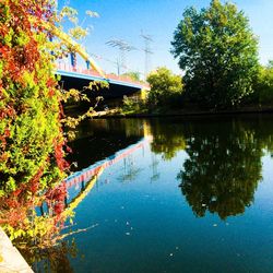 Reflection of trees in water