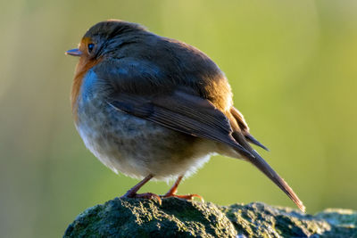 Morning robin