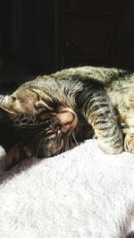Close-up of cat sleeping on bed
