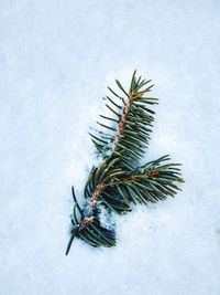 High angle view of pine tree during winter