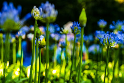 Close-up of purple flowering plants on field