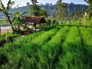 Plants growing on field against trees and houses