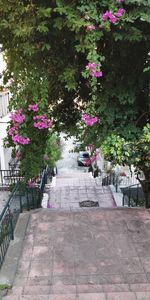 Pink flowering plants in park