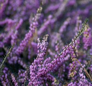 Close-up of purple plant