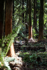 Trees in forest