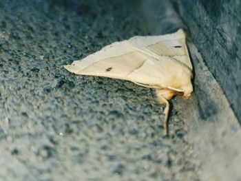 High angle view of a dry leaf