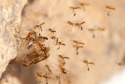 Close-up of bee flying