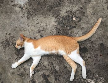 High angle view of cat sleeping