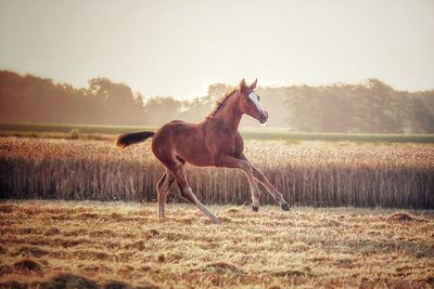 Horse in a field