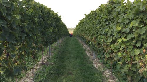 Scenic view of vineyard against sky