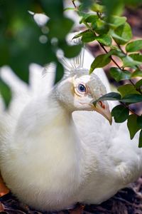 Close-up of a bird