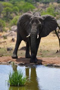 View of elephant drinking water