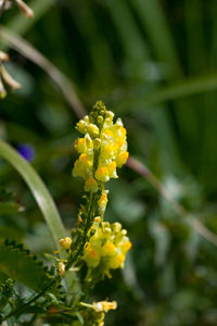 Close-up of yellow flowers