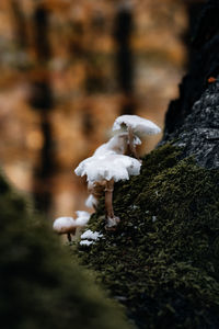 Close-up of white mushroom growing on rock