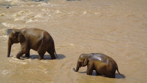 Elephant in water