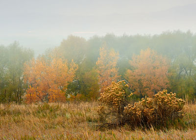 Trees on field against sky during autumn