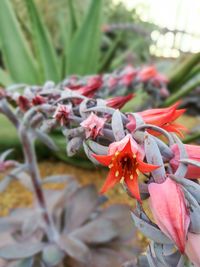 Close-up of red flowers