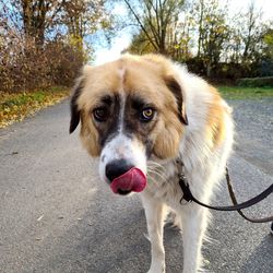 Portrait of rescue dog sticking out tongue on street