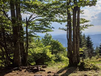 Trees growing in forest against sky