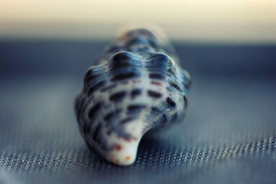 Close-up of seashell