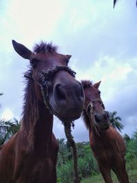 Portrait of horse standing on field against sky