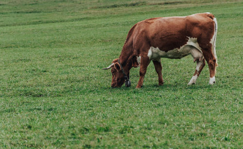 Cow grazing on green pasture