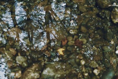 Low angle view of trees in forest