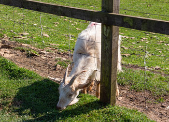 Horse grazing in a field