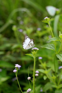 Close-up of butterfly pollinating on flower