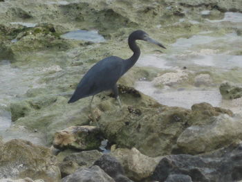 Gray heron perching on rock by lake