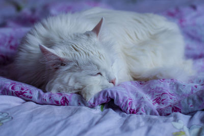 Close-up of cat sleeping on bed