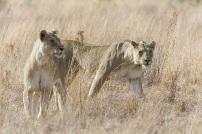 Lioness running on field