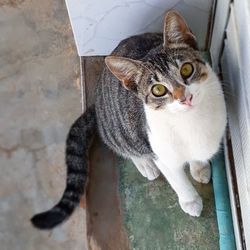 High angle view of cat sitting on floor