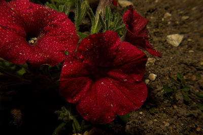 Close-up of red flower