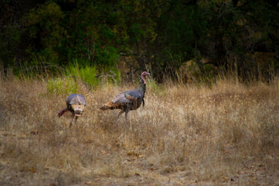 Side view of two turkeys on land