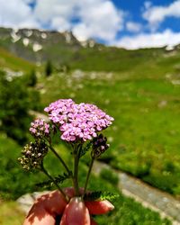 Close-up of pink flowering plant on field