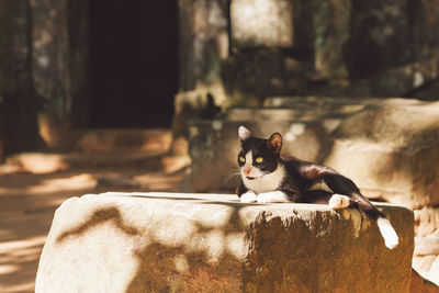 Cat sitting on rock