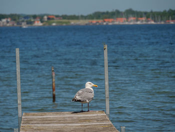 Seagull perching on wooden post