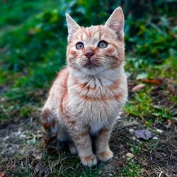 Portrait of cat sitting on field