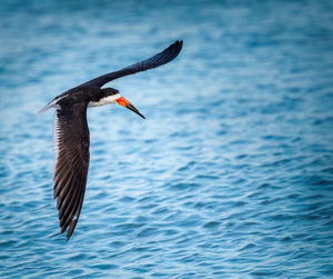 Close-up of bird flying over water